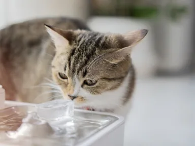 Paws-itively Healthy! Why Clean Water Makes Your Pet Happy (and What DFW Owners Need to Know)