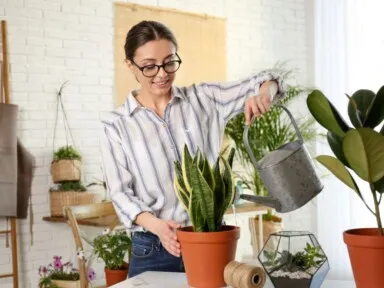 Is Distilled Water Best for Your Plants? ClrWtrCo Explains!