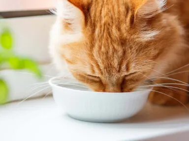 Is Your Pet's Water Safe? Why ClrWtrCo Helps Pets in Dallas-Fort Worth Drink Better